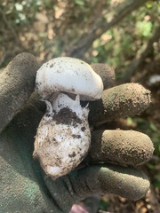 Amanita ocreata