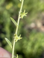 Harpagonella palmeri