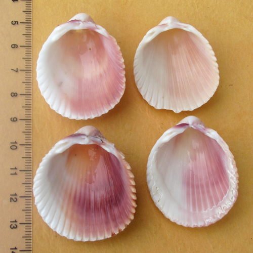 Florida Prickly Cockle