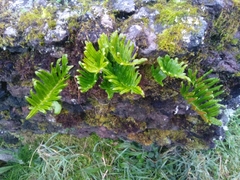 Polypodium macaronesicum azoricum
