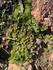 Selaginella cinerascens