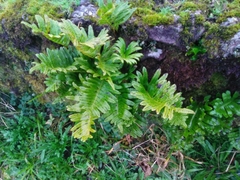 Polypodium macaronesicum azoricum