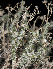 Ericameria cooperi