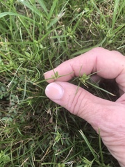 Polypremum procumbens