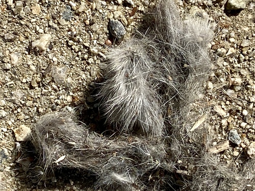 iNaturalist observation photo of Coyote