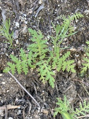 Eucrypta chrysanthemifolia