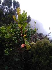 Vaccinium cylindraceum