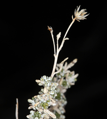 Ericameria cooperi
