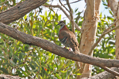 Phaps elegans