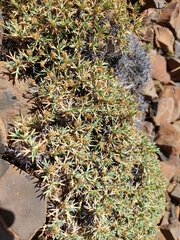 Azorella prolifera