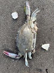 Callinectes arcuatus