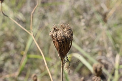 Visnaga daucoides