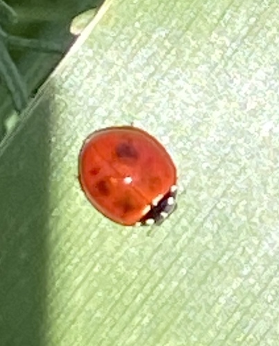 iNaturalist observation photo of Spotless Lady Beetle