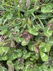 Trifolium repens