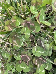 Trifolium repens