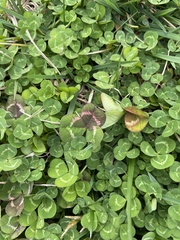 Trifolium repens