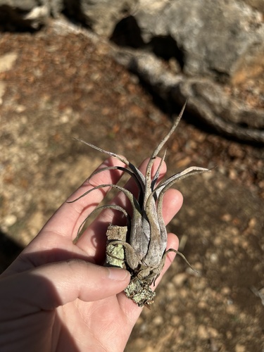 Tillandsia paucifolia