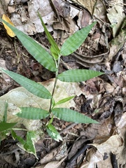 Oplismenus hirtellus