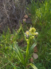 Toxicoscordion fremontii