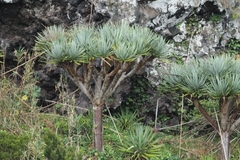 Dracaena draco