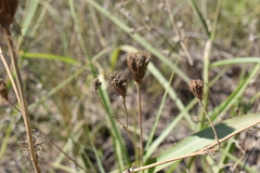 Visnaga daucoides