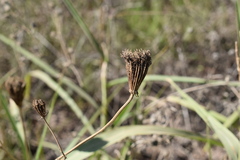 Visnaga daucoides
