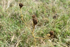 Visnaga daucoides