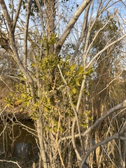 Phoradendron macrophyllum