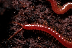 Geophilidae