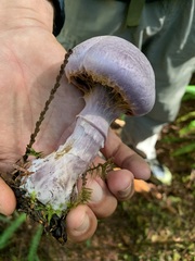 Cortinarius traganus