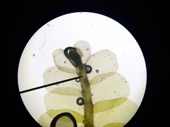 Chiloscyphus pallescens