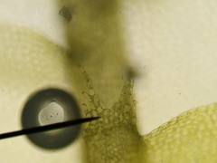 Chiloscyphus pallescens