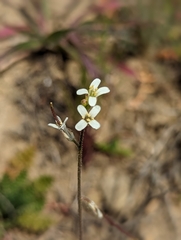 Caulanthus lasiophyllus