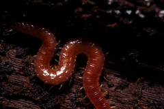Geophilidae