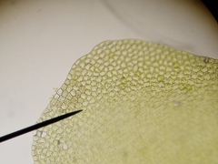 Chiloscyphus pallescens