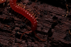 Geophilidae