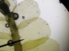 Chiloscyphus pallescens