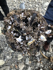 Pollicipes polymerus