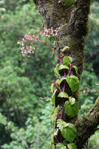 Image of Begonia glabra by (c) Brooke Smith, some rights reserved (CC BY)
