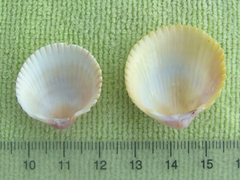 Dallocardia muricata