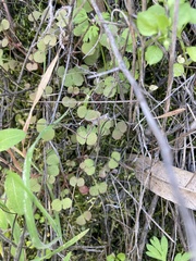 Pterostegia drymarioides
