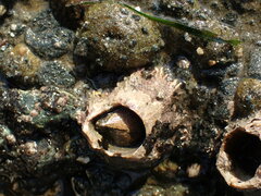 Semibalanus cariosus