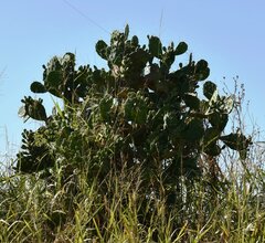 Opuntia megapotamica
