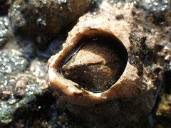 Semibalanus cariosus