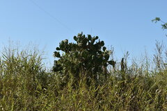 Opuntia megapotamica