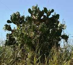 Opuntia megapotamica