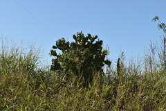 Opuntia megapotamica