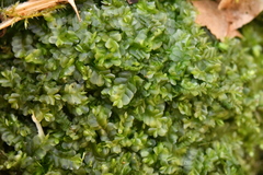 Chiloscyphus pallescens