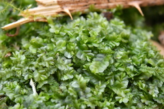 Chiloscyphus pallescens