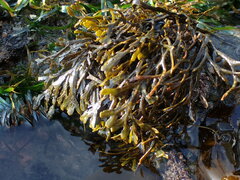 Fucus